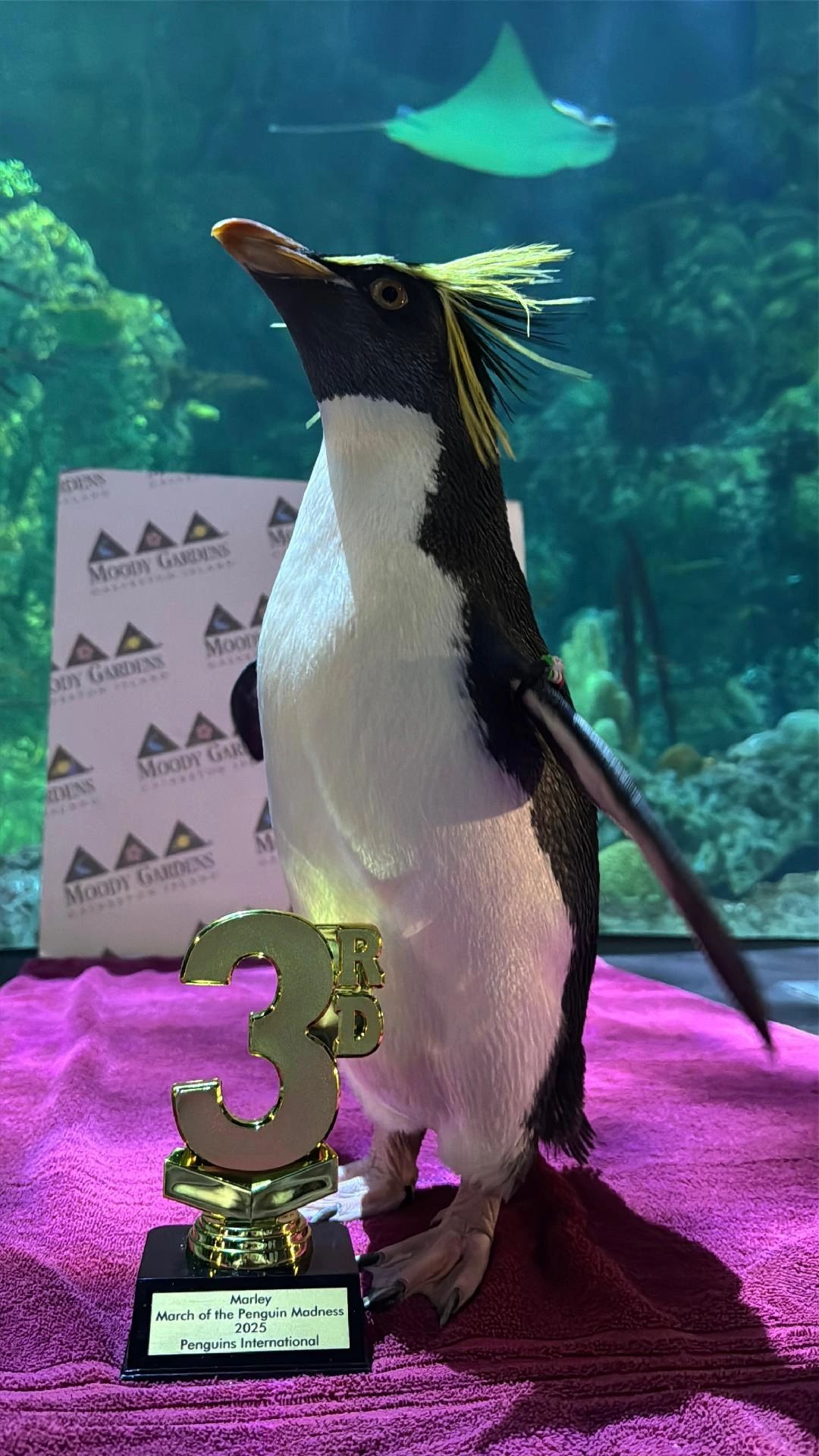 Marley: A Superstar Penguin Living in Galveston